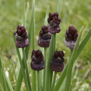 Allium atrosanguineum